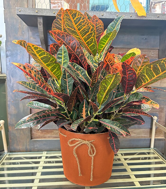 8" Croton
