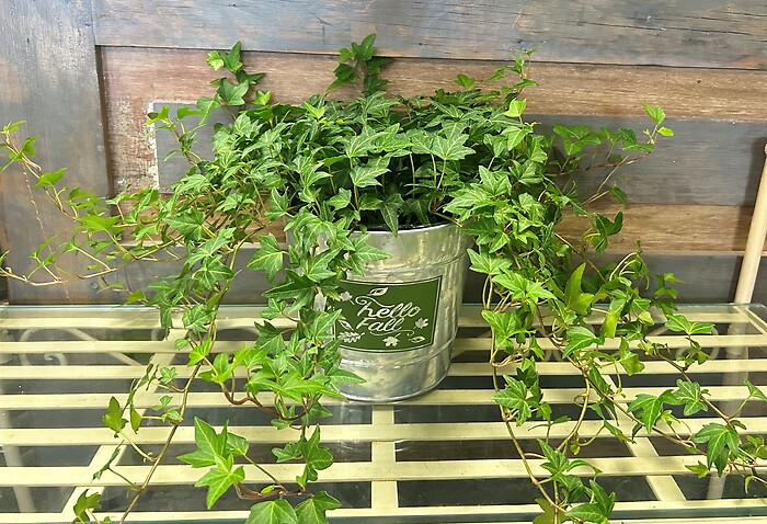 6" Ivy