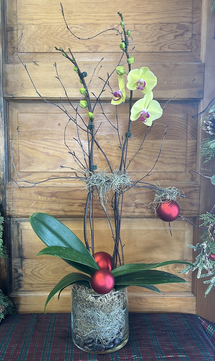 Orchid Plant