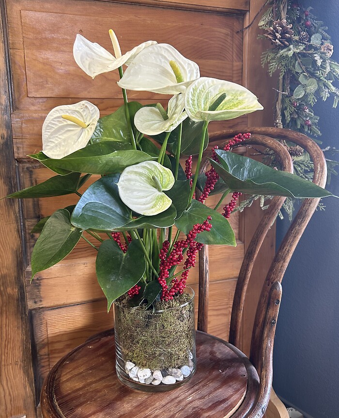 Blooming Anthurium Plant