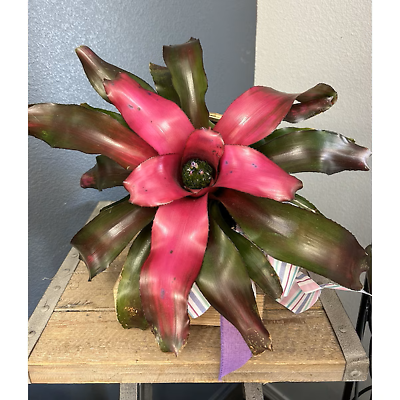 6&amp;#034; Bromeliad