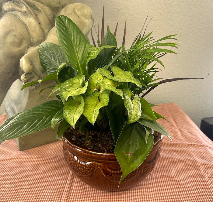 8" Dishgarden