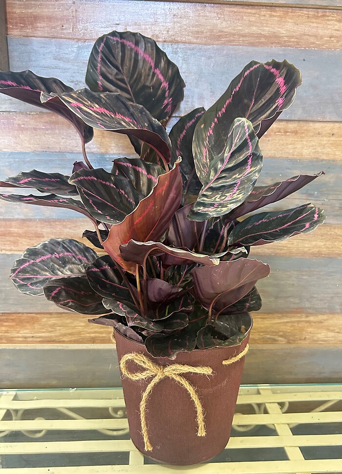 6" Calathea