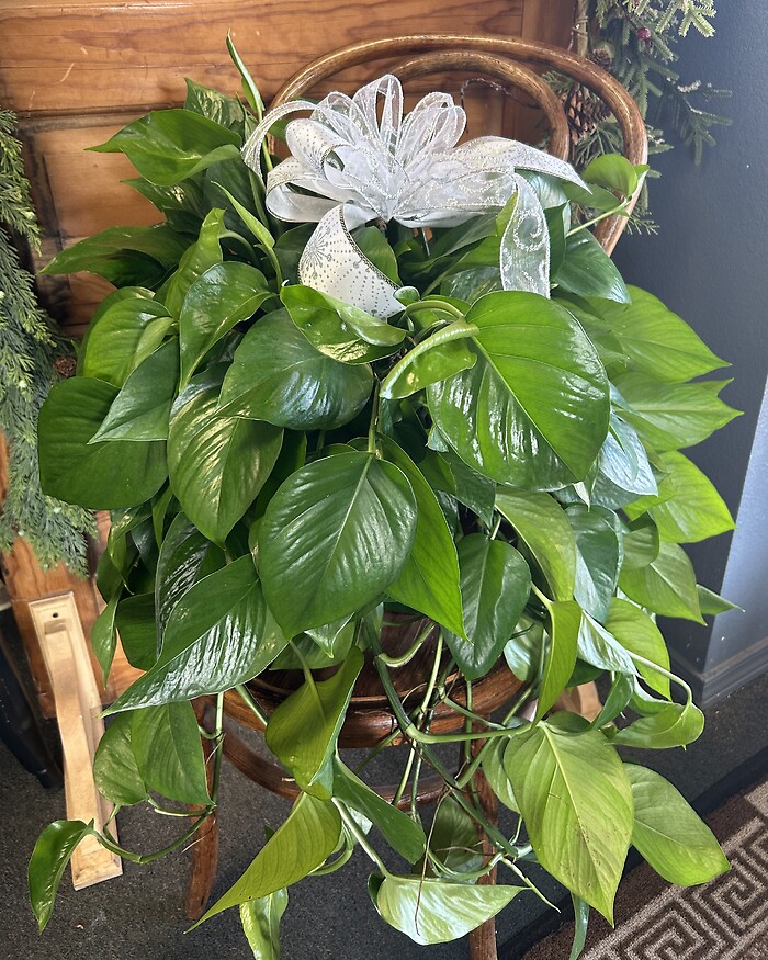 6&quot; Pothos Plants