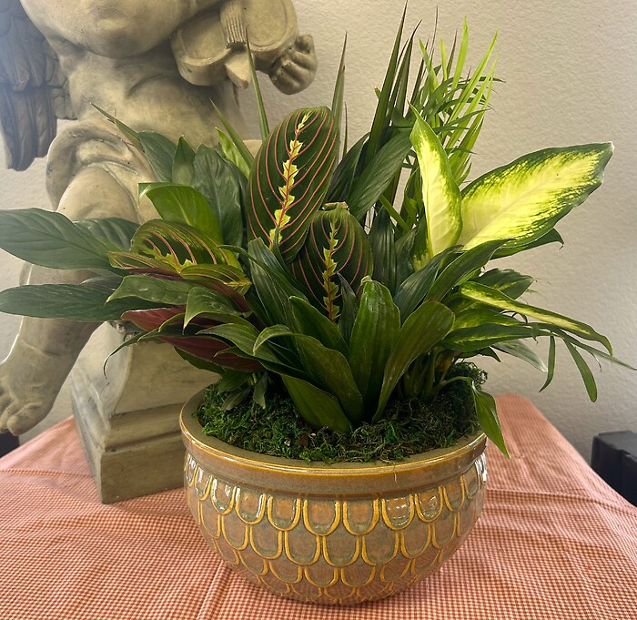 10" Dishgarden