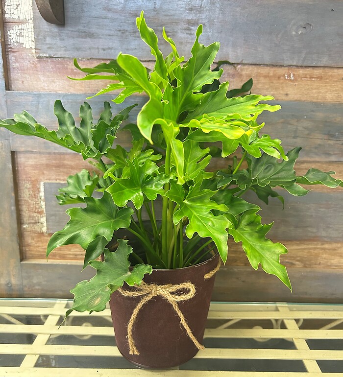 6" Philodendron Lickety Split