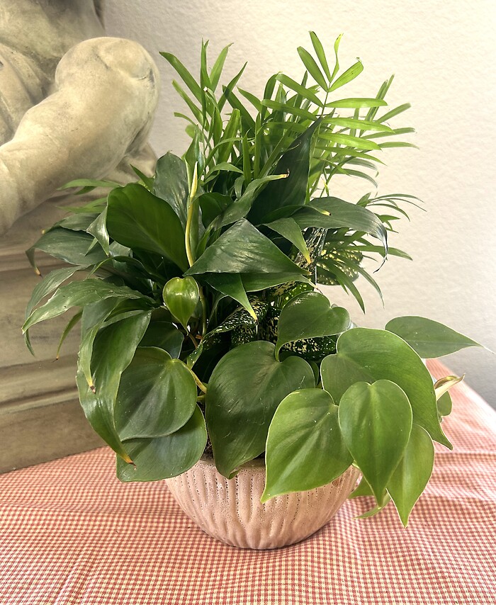6" Dishgarden