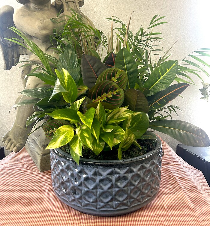 12" Dishgarden